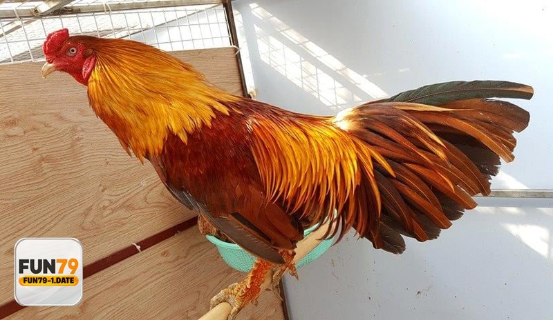 Đá Gà Fun79 - Giao diện trực quan, thao tác nhanh