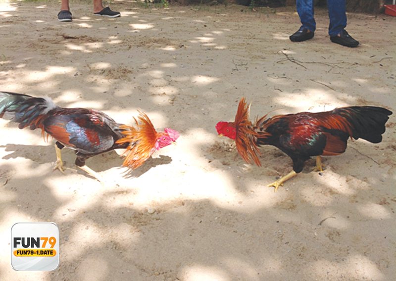 Đá Gà Cựa Sắt - Vì sao hình thức cựa sắt được ưa chuộng