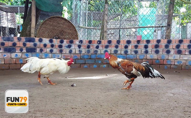 Đá Gà Thomo - Trải nghiệm trên Fun79: nhanh, rõ, dễ theo dõi