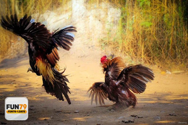 Đá Gà Fun79 - Bảng tóm tắt nhanh để bạn dễ chọn trận