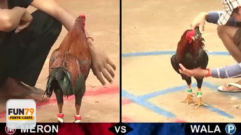 Đá Gà Fun79 - Quan sát phong độ, tránh “đu” theo đám đông