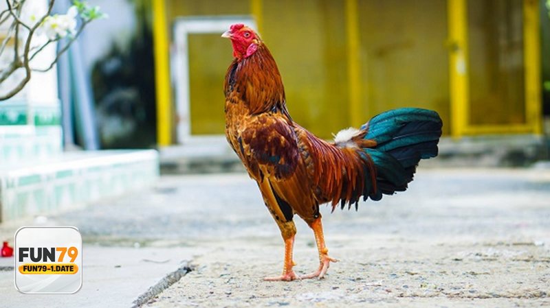 Đá Gà Online - Nguyên tắc quản lý vốn cho người mới chơi