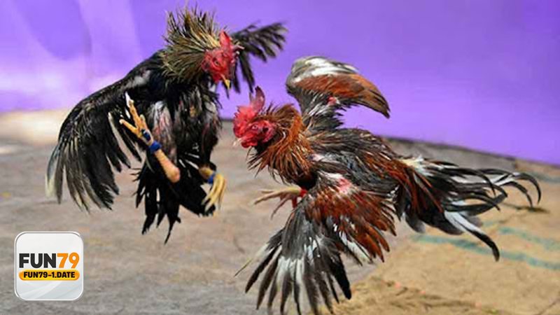 Đá Gà Thomo - Cựa tròn hoặc đá đòn: thiên về sức bền và chiến thuật